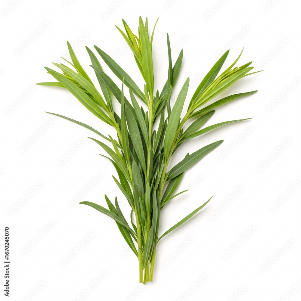 Fototapeta premium A bunch of fresh tarragon with slender, long green leaves, gathered together,