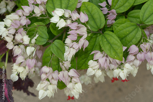 top down view of bleeding heart vine (clerodendron thomsoniae) with leaves