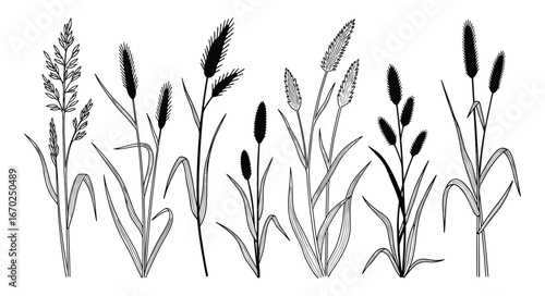 Hand Drawn Wild Grass Stalks Collection, Botanical Outline Illustration, Meadow Plants, Nature Elements, Black and White Vector Illustration