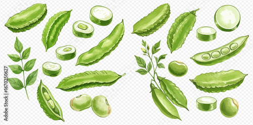 A collection of green winged beans and long beans, whole, sliced and opened, with leaves.