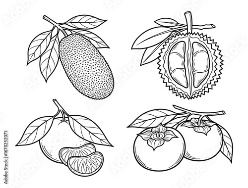 Jackfruit, Durian, Mandarin, Persimmon Fruits with Leaves Line Art Illustration, Tropical Fruit Vector Illustration