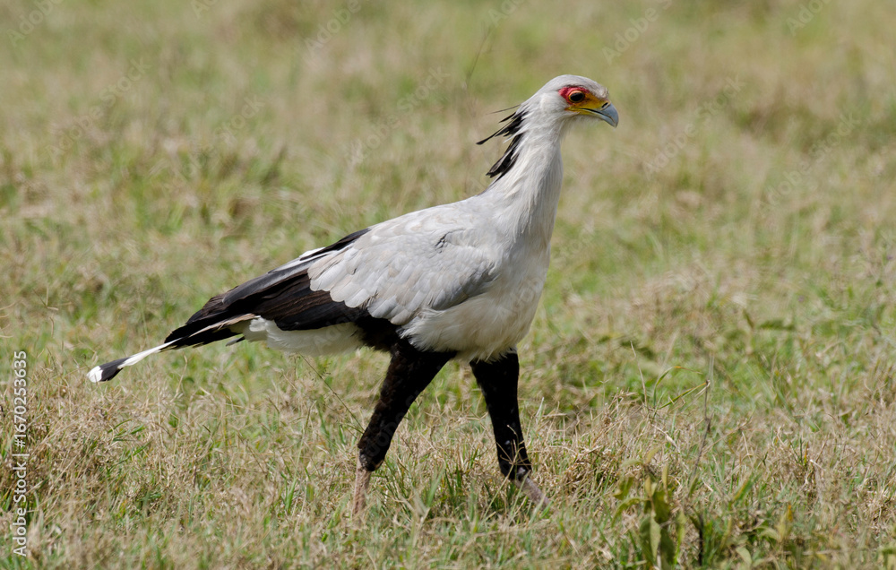 Obraz premium Messager sagittaire, Serpentaire, Sagittarius serpentarius, Secretarybird, Afrique