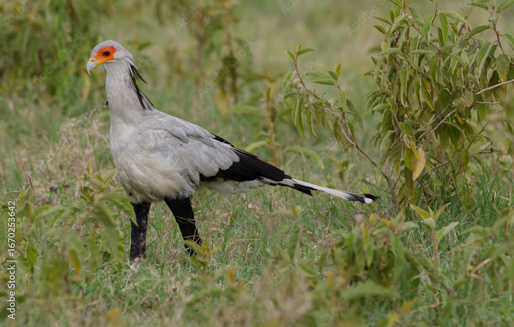 Naklejka premium Messager sagittaire, Serpentaire, Sagittarius serpentarius, Secretarybird, Afrique