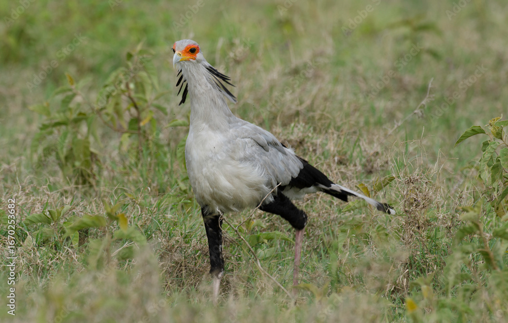 Fototapeta premium Messager sagittaire, Serpentaire, Sagittarius serpentarius, Secretarybird, Afrique