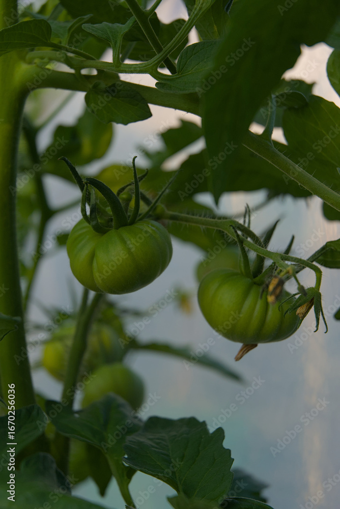 Unripe green tomatoes grow on a vine in a garden setting under natural light during the day. Unripe green tomatoes grow on a vine in a garden setting under natural light during the day.