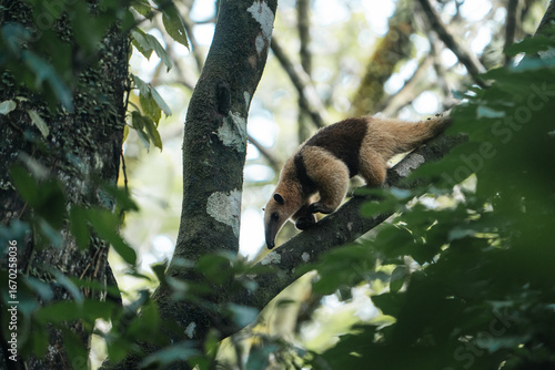 Costa Rica, Various