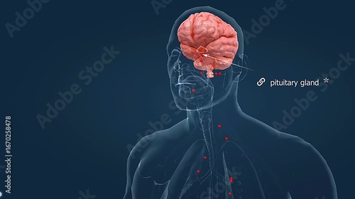 Pituitary gland hormone release to control adreal glands