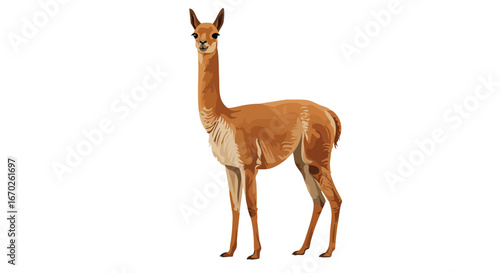 Majestic Vicu a in the Andes High Resolution Photo of Wild South American Camelid