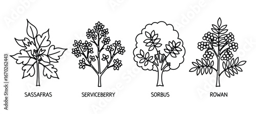 Sassafras, Serviceberry, Sorbus, and Rowan Plant Illustrations with Names, Black Outline Drawing Style Vector Illustration