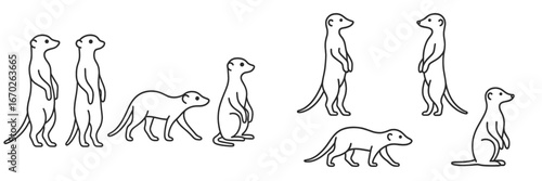 Group of playful meerkats engaging in various activities in their natural habitat during daylight