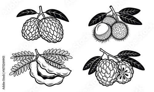 Set of Exotic Fruits: Sugar Apples, Rambutans, and Tamarinds Black and White Vector Illustration