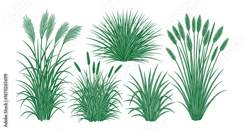 Set of Green Grass Tufts Silhouettes Vector Illustration isolated on White Background, Ornamental Garden Plants, Bushy Groundcover for Landscaping.