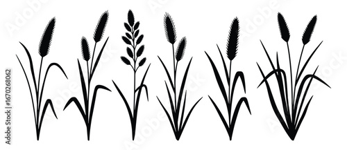 Silhouette of Ornamental Grasses Collection, Black Graphic Stalks with Seed Heads, Isolated on White Background. Vector Illustration