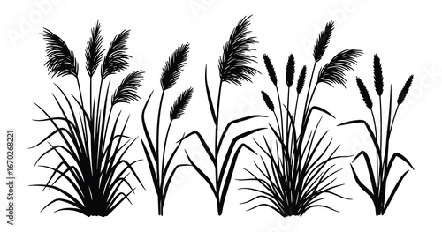 Silhouette Ornamental Grasses Set, Reeds Isolated Elements, Decorative Plants, Nature Scene, Floral Design Element, Vector Illustration