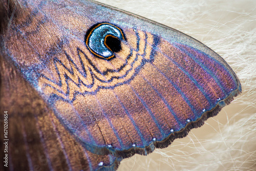 Close-up of the eyed cup moth, highlighting intricate wing patterns and vivid blue eyespots