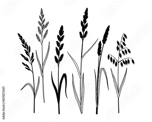 Silhouettes of Various Grasses, Black Color, Wild Plants, Natural Elements, Isolated on White Background, Vector Illustration