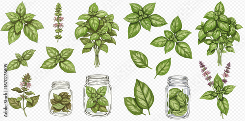 Illustration of basil plants, leaves, and flowers, some arranged in glass jars, on a transparent background.