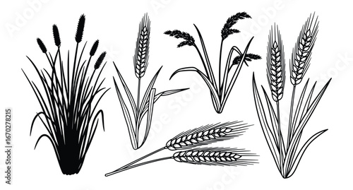 Wheat and Grass Silhouettes, Black Line Art, Isolated Elements, Agriculture Plants, Floral Pattern, Farm Harvest, Black and White Vector Illustration
