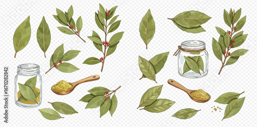 Watercolor illustration featuring bay leaves, branches with berries, a jar filled with leaves, and a spoon with ground spice.