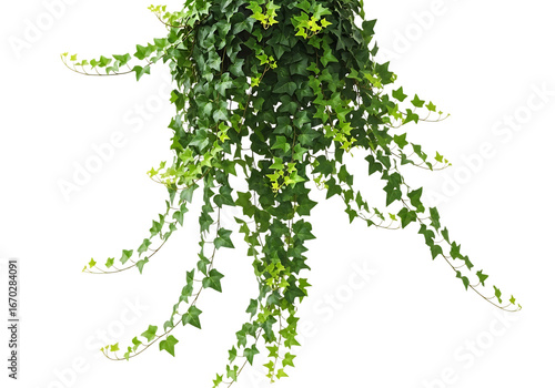 English ivy plant isolated on transparent background