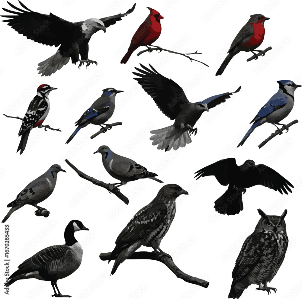 Fototapeta premium need USA top 10 wild birds silhouette with white background.