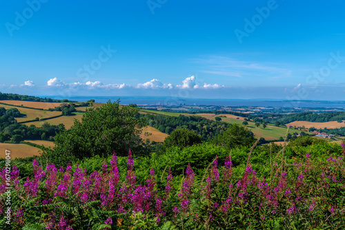 Somerset view England UK countryside towards Hinkley Point, Quantock Hills bright and colourful with pink flowers in foreground