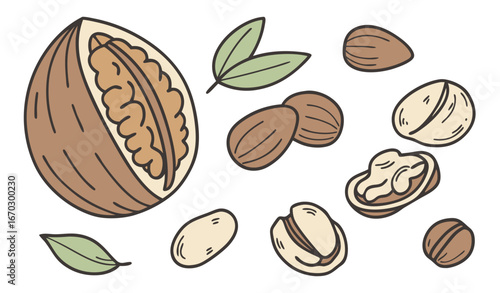 Raw walnut in shell. Vector illustration of food. Cartoon almond, hazelnut, pistachio, macadamia, pecan, peanut isolated on white