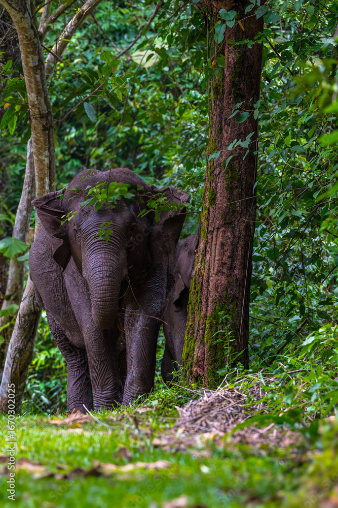 Fototapeta premium Elephants are large mammals and are the largest land animals. Wild elephants eat plants. They are big, have a small head, big legs, and have a trunk that reaches to the ground. That trunk is the nose.