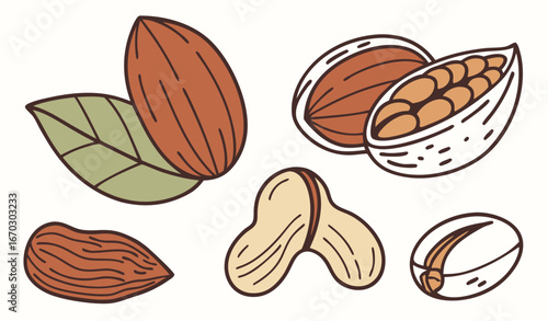 Raw nut, roasted almonds. Vector illustration of food. Cartoon almond, hazelnut, pistachio, macadamia, pecan, peanut isolated on white