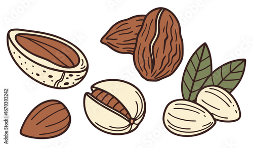 Raw nut, roasted almonds. Vector illustration of food. Cartoon almond, hazelnut, pistachio, macadamia, pecan, peanut isolated on white