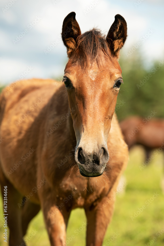 Fototapeta premium portrait of bay sportive foal grazing at pasture. sunny summer day.