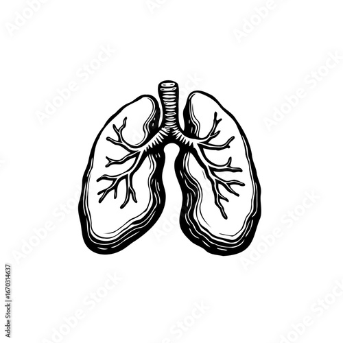 Anatomical lung illustration displaying respiratory system and bronchial tree in a sketch style