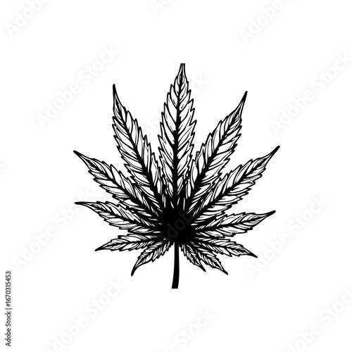 Detailed botanical illustration of a cannabis leaf showcasing intricate vein structure in