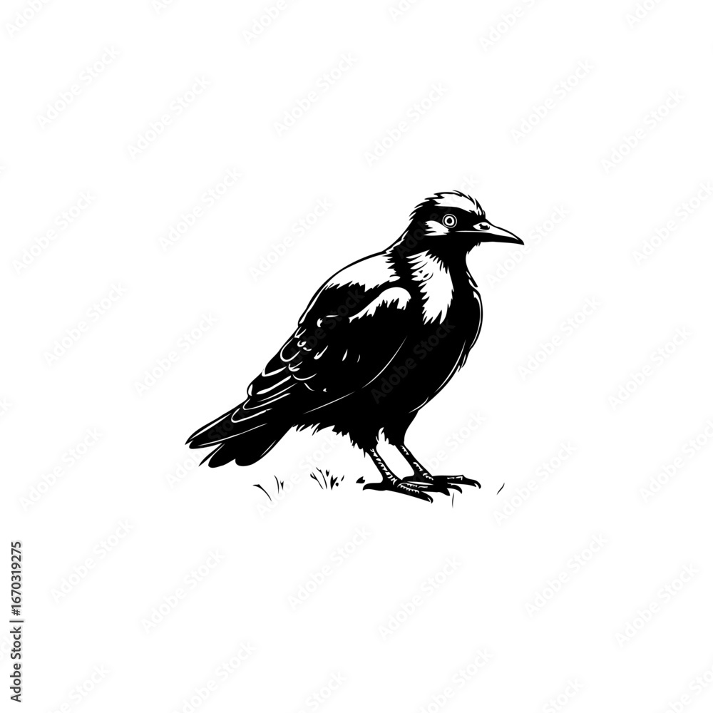 Fototapeta premium Solitary magpie illustration standing gracefully black and white avian elegance detailed wing