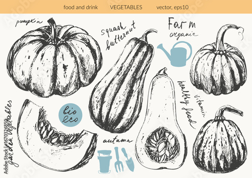 Hand drawn ink pumpkin, butternut squash vegetable sketches set. Food drawings for labels and packaging.