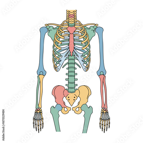Colorful skeletal system illustration