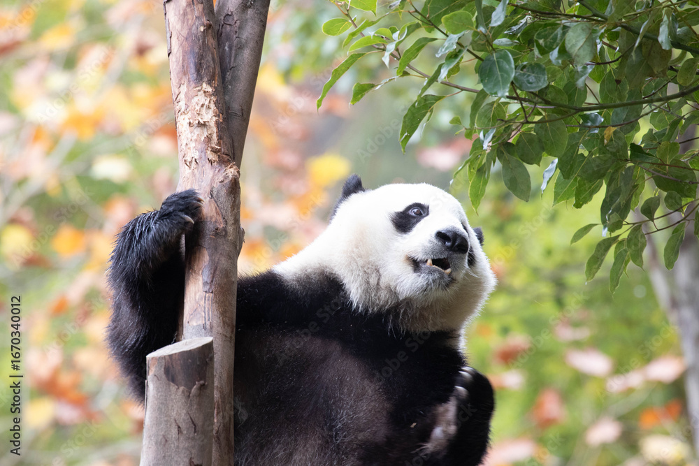 Fototapeta premium Close up Male Panda returned from USA, XiaoQiJi, China