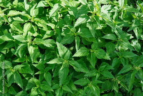 Closeup of mature stinging nettle (urtica dioica) plant green leaves background