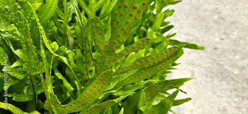 Cuadro en lienzo Maile-Scented Fern or Wart fern of Hawaii has leaves that look like fans