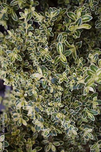 Wallpaper Mural Variegated Foliage Close Up Dense Cluster of Multicolored Leaves Torontodigital.ca