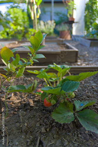 A single ripe strawberry on a plant grows in a raised garden bed during the day.