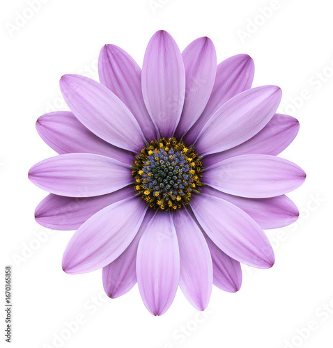 a beautiful pastel purple flower, jpeg, png, transparent