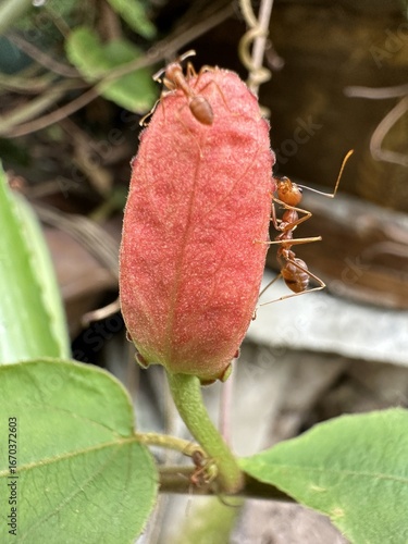 Close-up of a red flower with red ants clinging to it.
