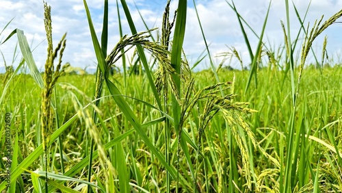 Close-up of rice stalks in the fields
