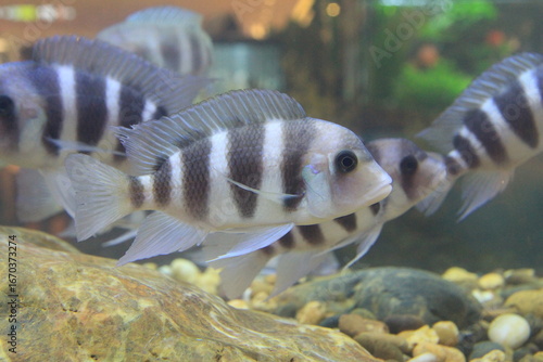 Fancy species of tilapia fish