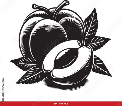 Vintage Plum Fruit Illustration with Leaves