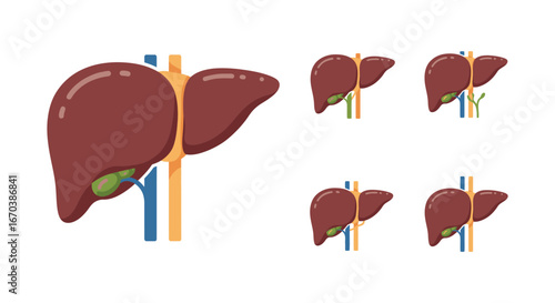 Liver anatomy with different variations of liver and gallbladder structure