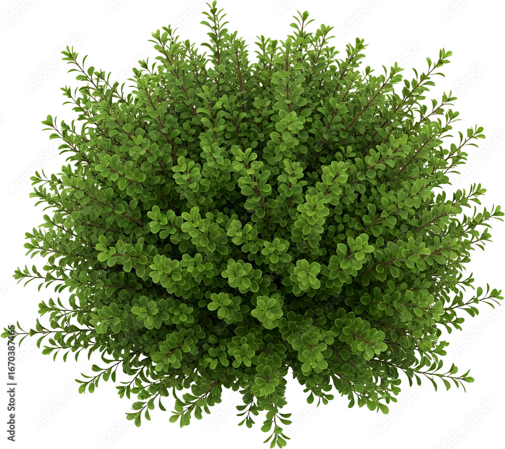 Fototapeta premium A dense green bush with many small leaves and thin brown branches isolated on black Plant Vegetation transparent background
