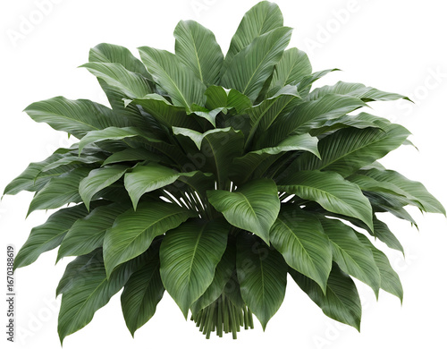 Lush Green Tropical Plant With Broad Ribbed Leaves On A Transparent Background Isolate Foliage Nature Transparent Background Transparent Background