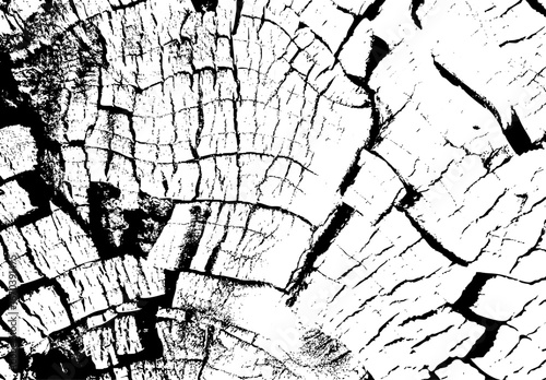 Cracked vintage tree stump surface showing natural texture and annual wood rings. Close up tree stump cracks